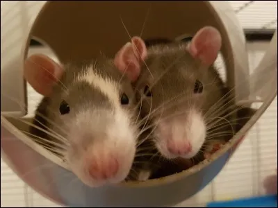 C'est ton jour de libre, que fais-tu de la journ&eacute;e ?