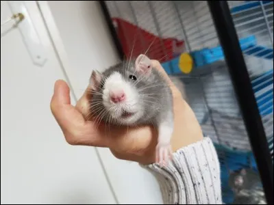 Quel est ton genre de films pr&eacute;f&eacute;r&eacute;s ?