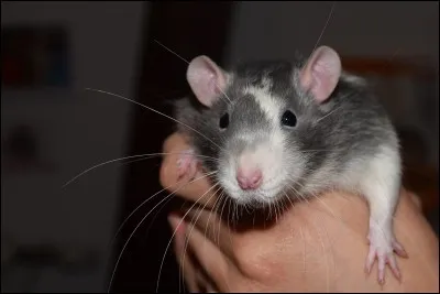 On dit de toi que tu es...