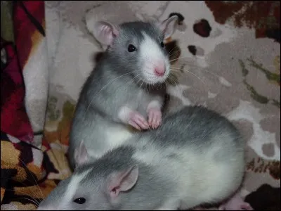 Quelle est ta saison pr&eacute;f&eacute;r&eacute;e ?