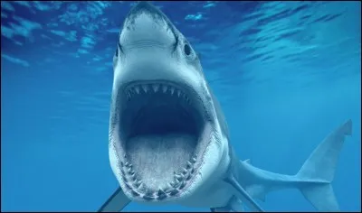 Que pensez-vous de cet animal :