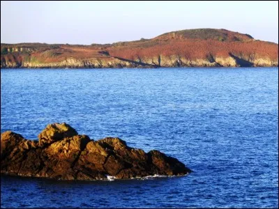 Lorsqu'il pousse son cri, lequel de ces oiseaux zinzinule ?