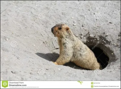 Selon le dicton, si la marmotte voit son ombre le 2 février, combien de temps retourne-t-elle hiberner ?