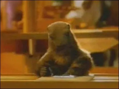 En Amérique, la chasse de la marmotte est...