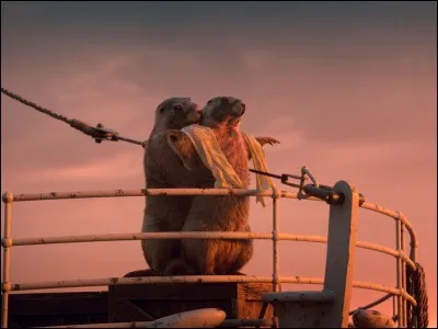 Quel est l'ancien nom de la marmotte ?