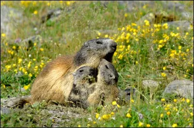 Le petit de la marmotte s'appelle :