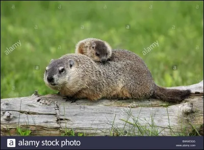 À sa naissance, le bébé de la marmotte mesure et pèse...