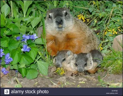 Au Canada, comment appelle-t-on la marmotte ?