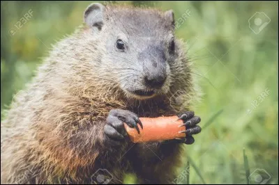 De quelle chaîne télévisée la marmotte est-elle la mascotte ?