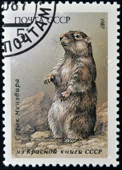 La présence actuellement exclusivement montagnarde de la marmotte est la conséquence de la pression et de l'action de...