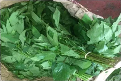 De quelle plante le "ngayi ngayi" est-il la feuille ?