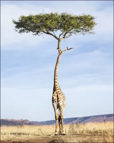 Combien de vertèbres cervicales la girafe possède-t-elle ?