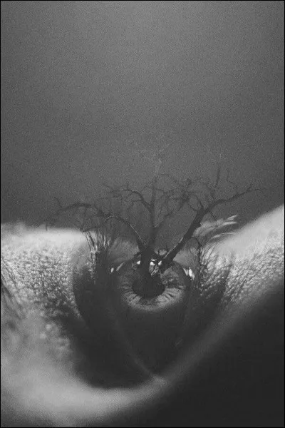 Quelle partie de l'oeil lui donne sa couleur ?