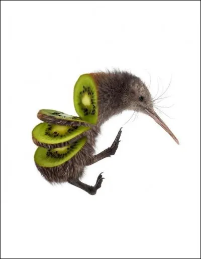 De quel pays le kiwi (oiseau) est-il l'emblème ?