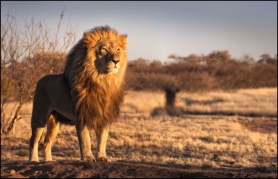 Quel est l'habitat principal du lion ?