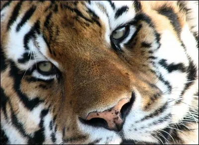 Laquelle de ces espèces a survécu alors qu'elle était au bord de l'extinction ?