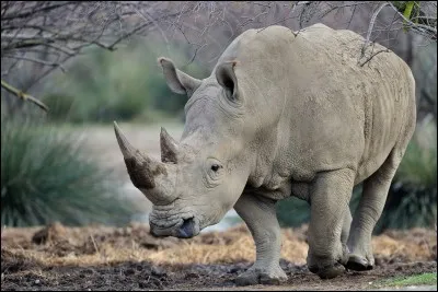Environ combien de rhinocéros blancs sauvages comptait-on au début de l'année 2013 ?