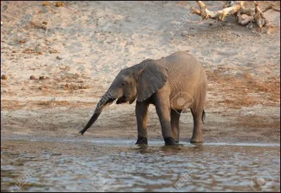 Pourquoi l'éléphant est-il autant ridé ?
