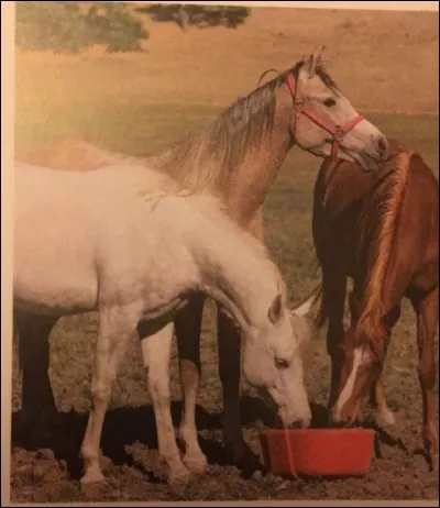 Digestion : quel organe ne fait pas partie du système digestif du cheval ?