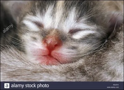 De quelle couleur sont les yeux des chats à la naissance ?