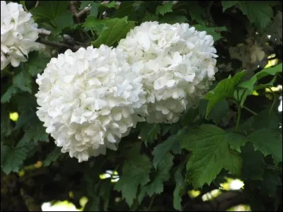 Si je vous dis « Boule de neige. », vous répondez :