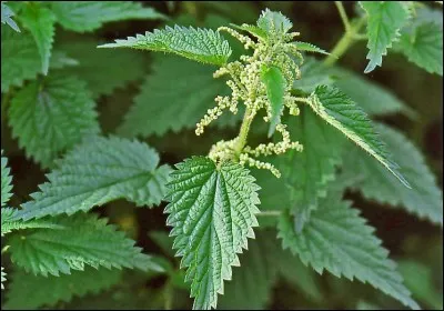 Quelle est cette plante ?