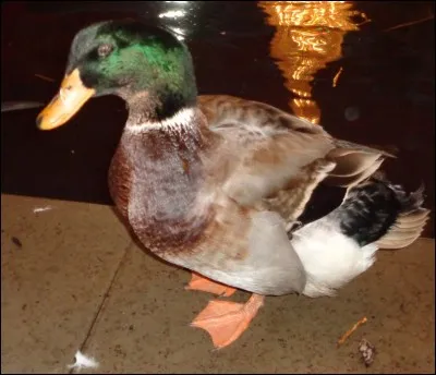 C'est un canard...