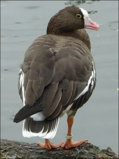 Cette petite oie est...