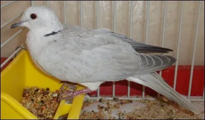 Ce colombidé est...