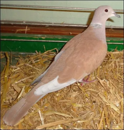 Cette variété de tourterelle rieuse se nomme...