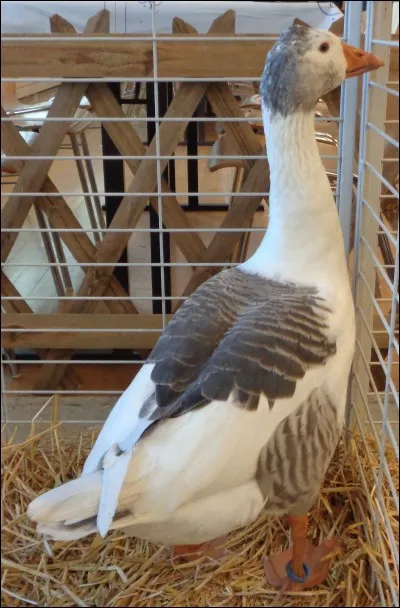 Cette oie normande est...