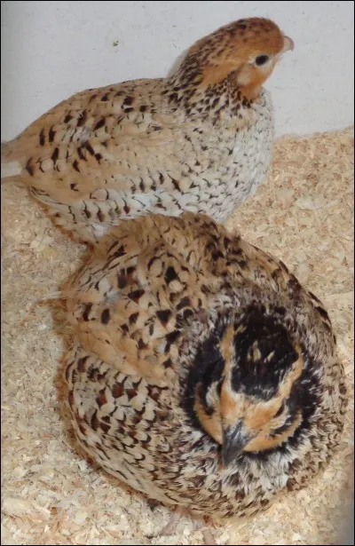 Ce petit gallinacé est...