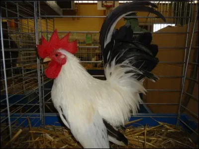 Ce petit coq est de race...