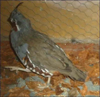 Celui-ci est un colin...