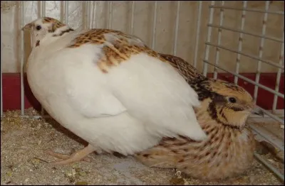 Ceci est une caille...