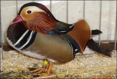 Le nom scientifique du canard carolin est...