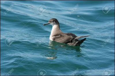 Quel est cet oiseau ?