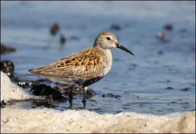 Quel est cet oiseau ?