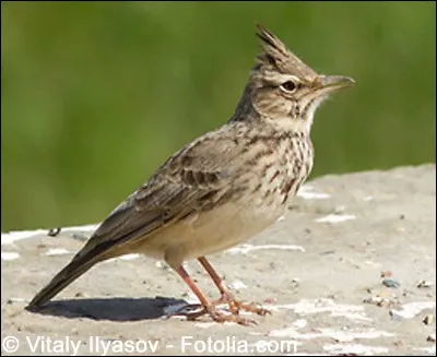 Quel est cet oiseau ?
