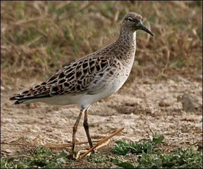 Quel est cet oiseau ?