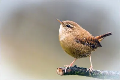 Quel est cet oiseau ?