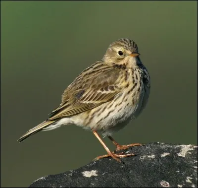 Quel est cet oiseau ?