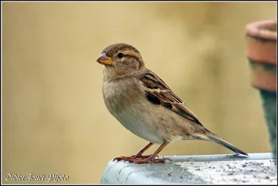 Quel est cet oiseau ?