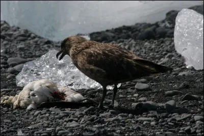 Quel est cet oiseau ?
