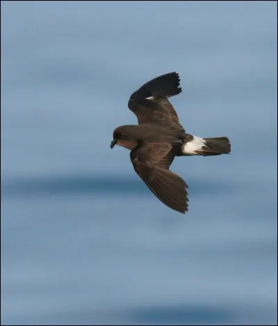 Quel est cet oiseau ?
