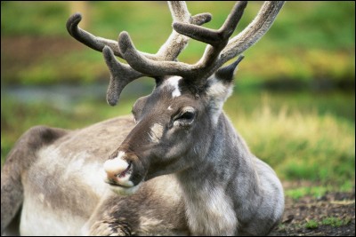 Le renne est également appelé "caribou" en Amérique du Nord.