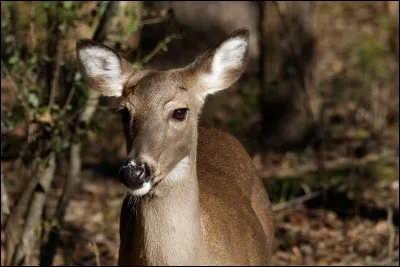 La femelle du renne est la biche.