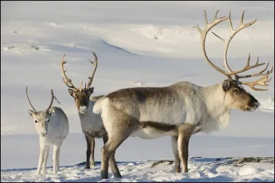 Son nom scientifique est "Rangifer tarandus".
