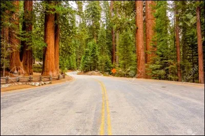 Quel est l'arbre de l'État de la Californie ?
