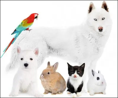 Où adopteriez-vous votre lapin ?